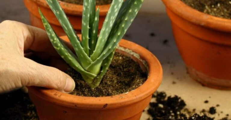 Skip These 7 Aloe Propagation Mistakes — Try These 8 Proven Methods Instead
