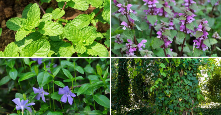 Skip These 7 Ground Covers — Plant These 17 Weed-Fighting Beauties Instead