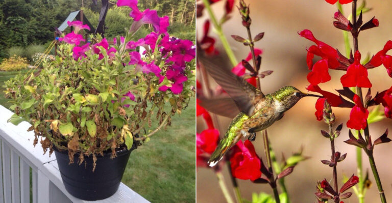 Skip These 7 Heat Plants – These 19 Mediterranean Beauties Work Better