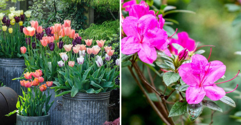 Skip These 7 High-Maintenance Blooms — Plant These 17 Summer Champions Instead