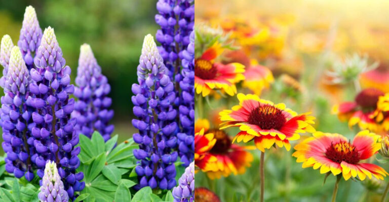 Skip These 7 Perennials – Plant These 17 Beginner Winners Instead