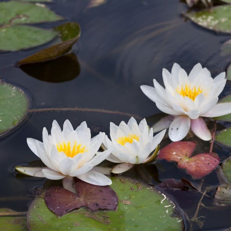 Water Lilies