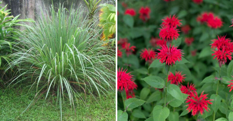 Skip These 7 Plants – And Grow These 15 Mosquito Fighters Instead