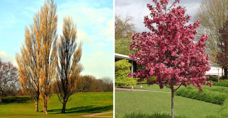 Skip These 7 Popular Trees — Plant These 11 Small Garden Winners Instead