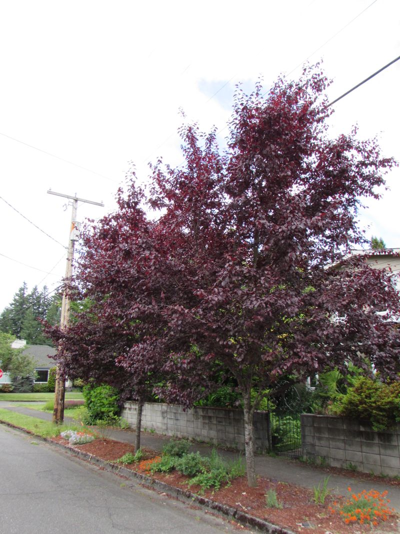 Tree to Avoid: Purple Leaf Plum