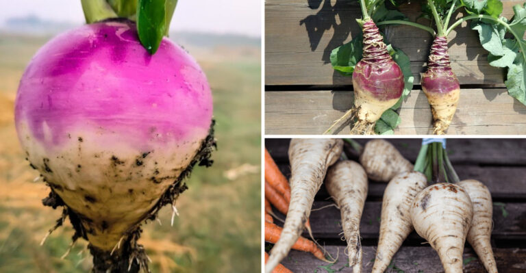 Skip These 7 Root Vegetables — Plant These 13 Game-Changers Instead