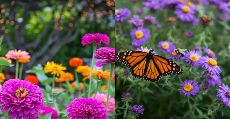Skip These 7 Seed Flowers – And Plant These 13 Gorgeous Ones Instead