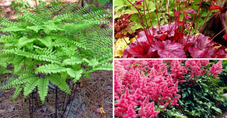 Skip These 7 Shade Plants — These 23 Actually Attract Hummingbirds Instead