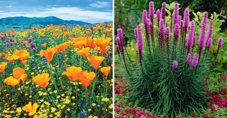 Skip These 7 Wildflower Seeds — Plant These 13 Meadow Champions Instead