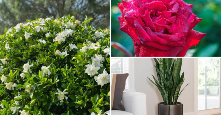 Skip These 8 Scentless Plants — Plant These 20 Aromatic Beauties Instead