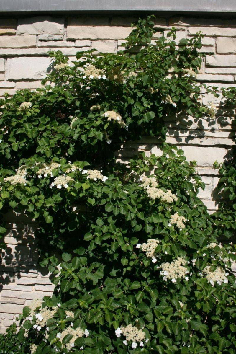 Skip: Climbing Hydrangea
