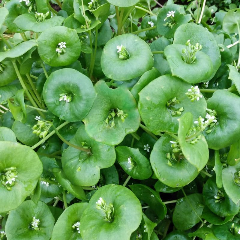 Miner’s Lettuce (Claytonia perfoliata)