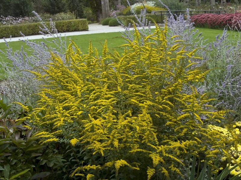 Tall Goldenrod