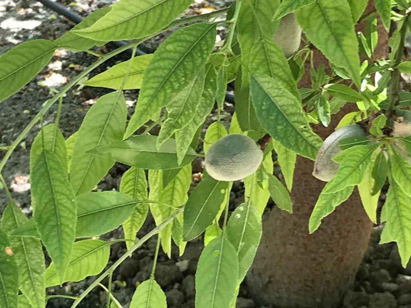 Yellowing Leaves (Chlorosis)