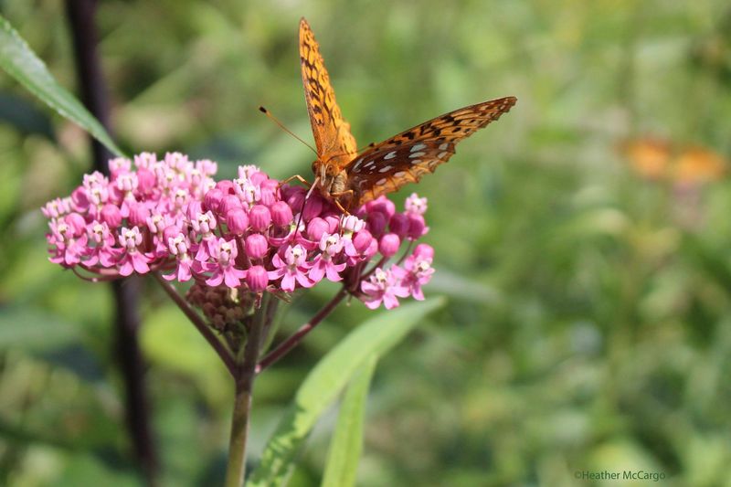 Can Shade Out Other Plants