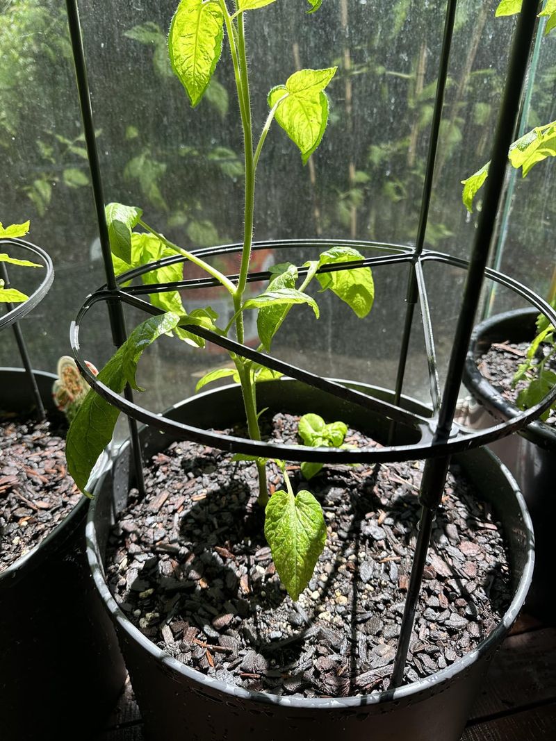 Indoor Struggle Tomato