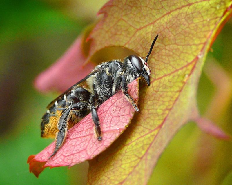 Leafcutting Bees: The Circular Snippers