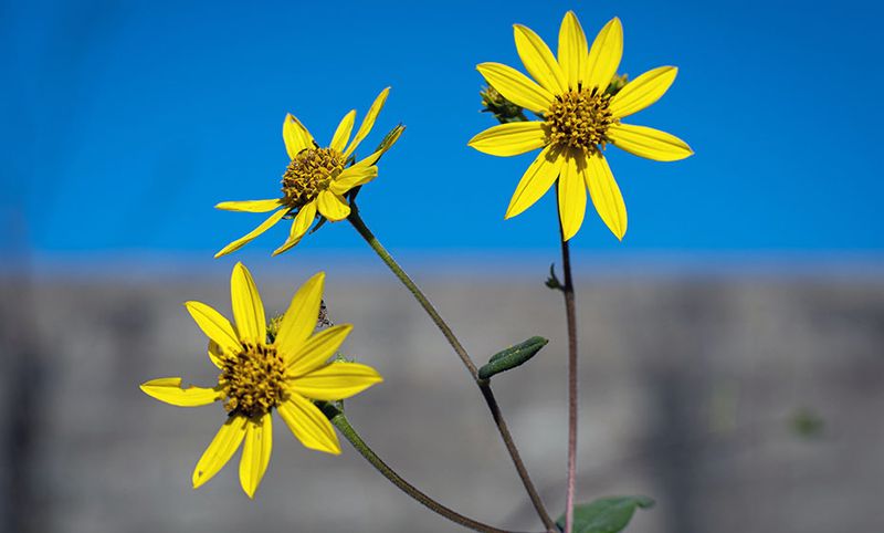 Schweinitz’s Sunflower (Helianthus schweinitzii)