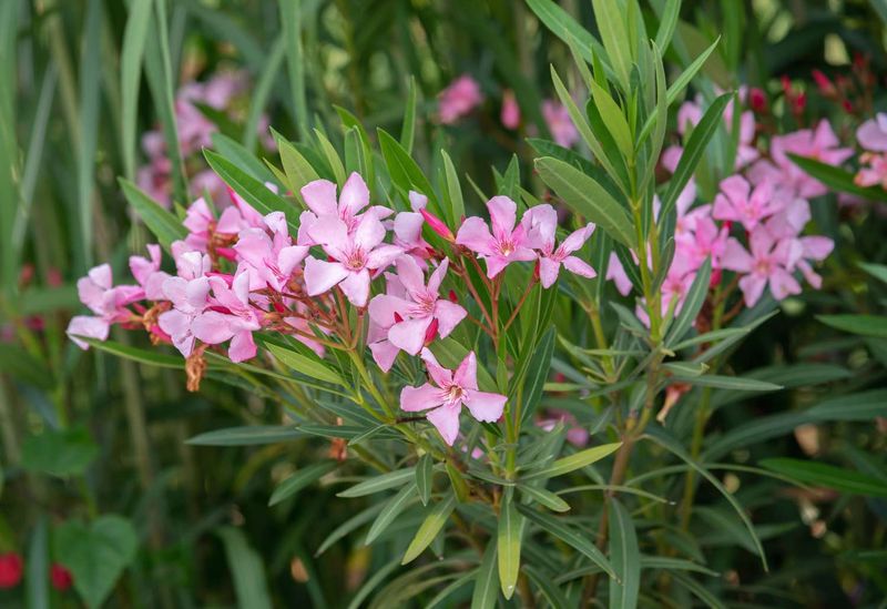 Oleander (Nerium oleander)