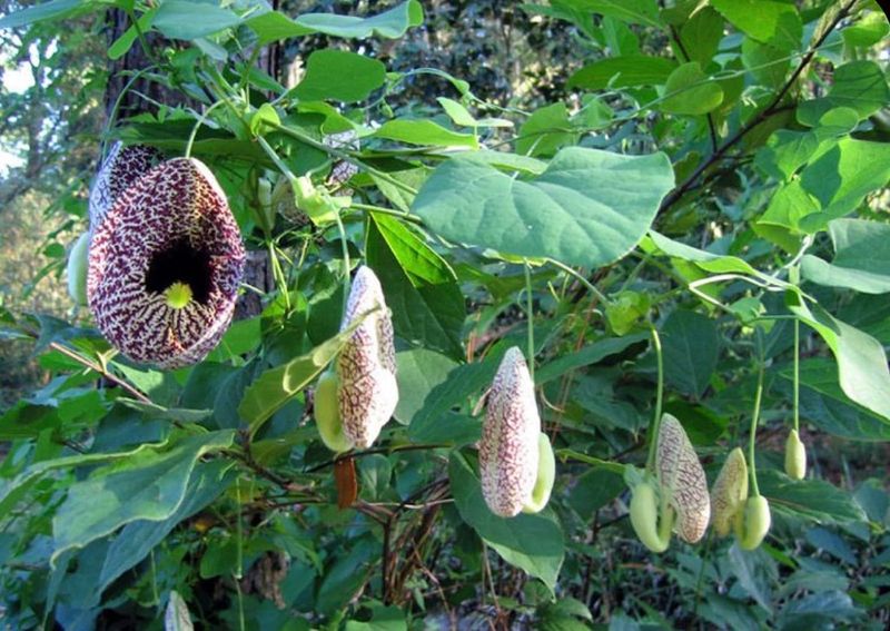 Dutchman's Pipe