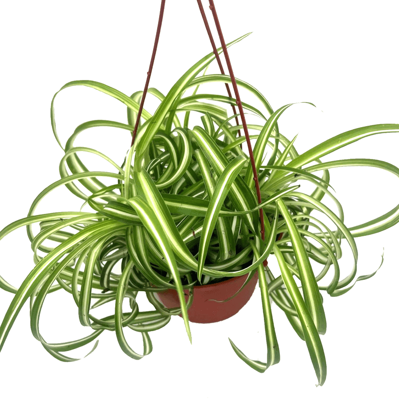 Spider Plant (Chlorophytum comosum)