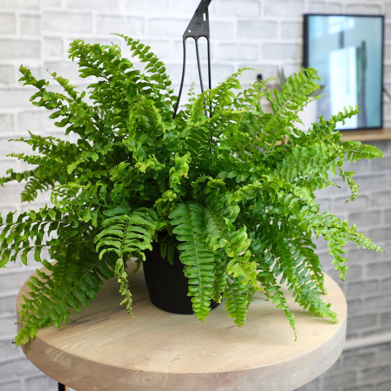 Boston Fern (Nephrolepis exaltata)