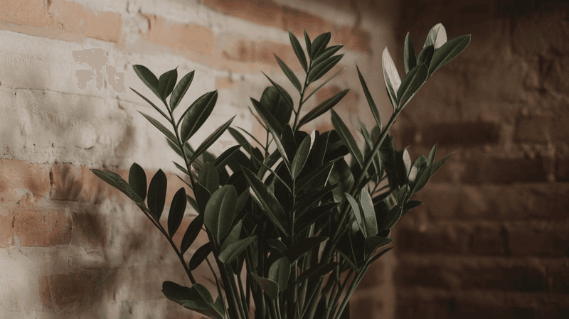 ZZ Plant (Zamioculcas zamiifolia)