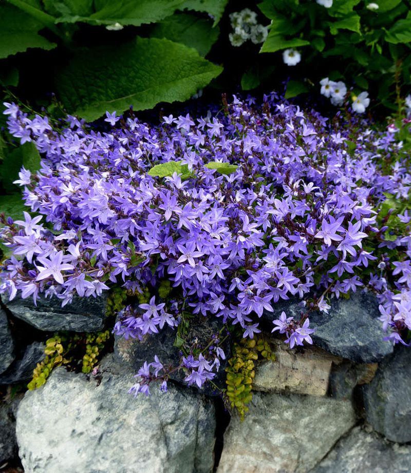 Campanula 'Blue Waterfall'