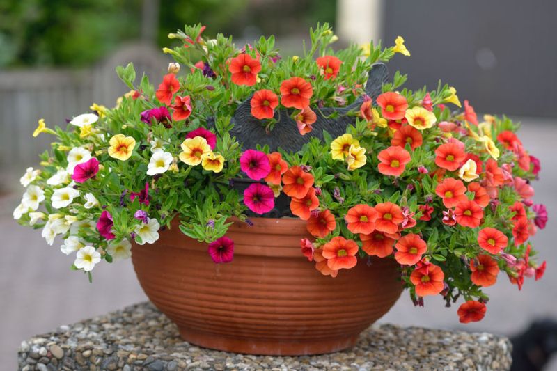 Calibrachoa