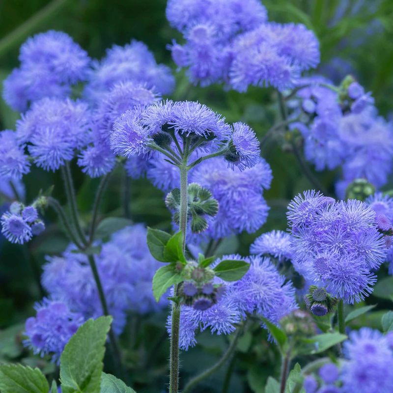 Ageratum