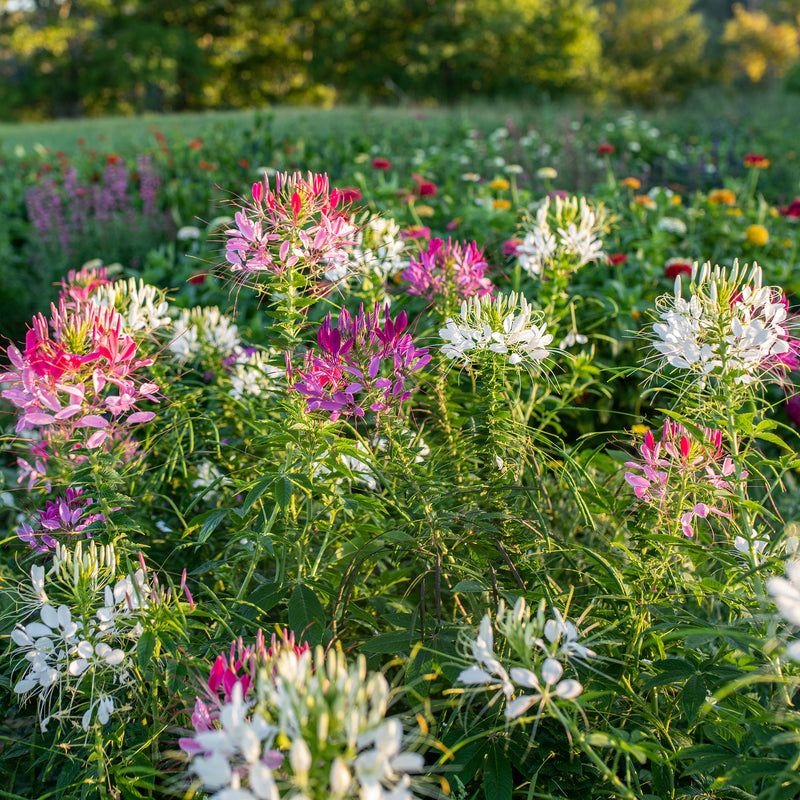 Cleome