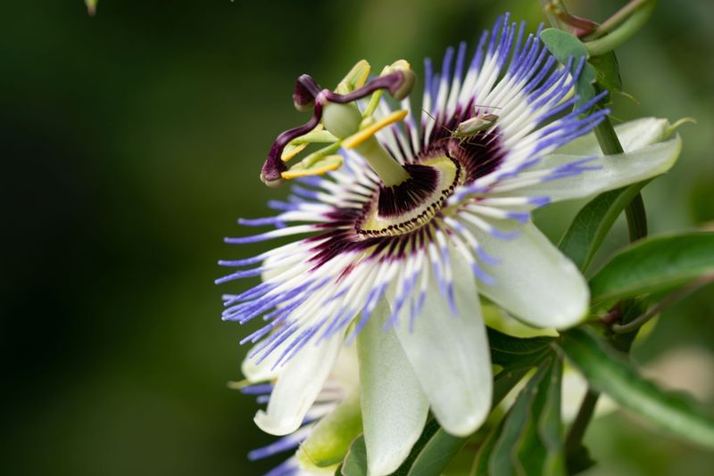 Passion Flower