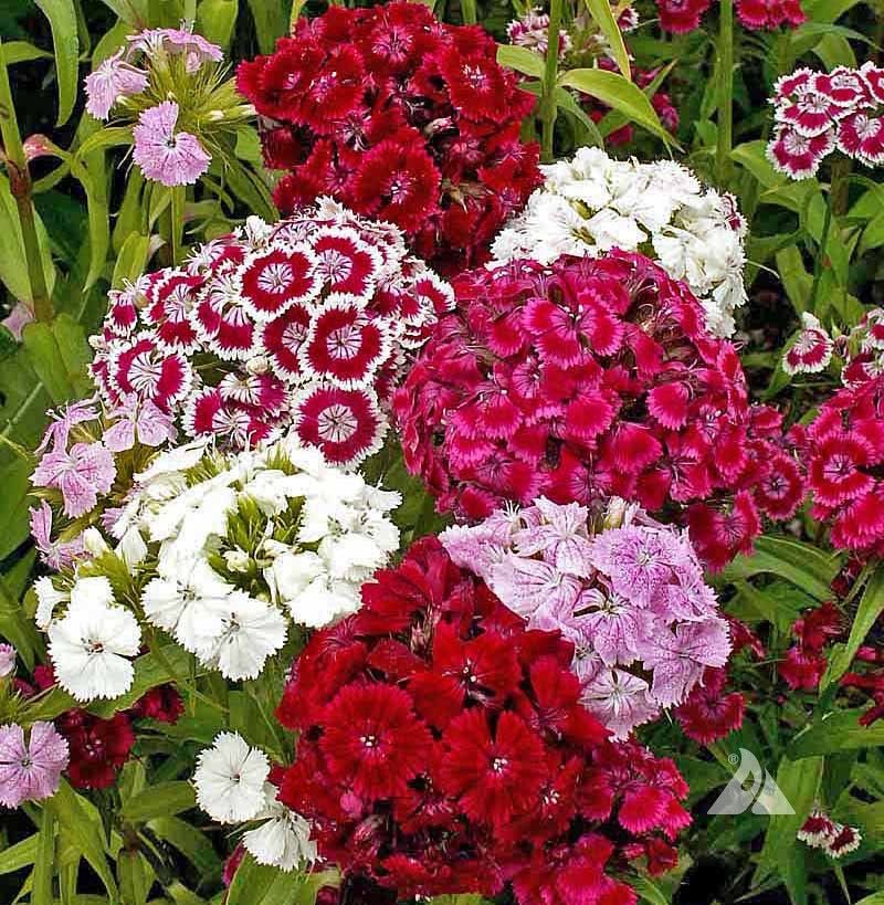 Sweet William (Dianthus barbatus)