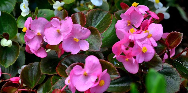 Begonias (Begonia spp.)