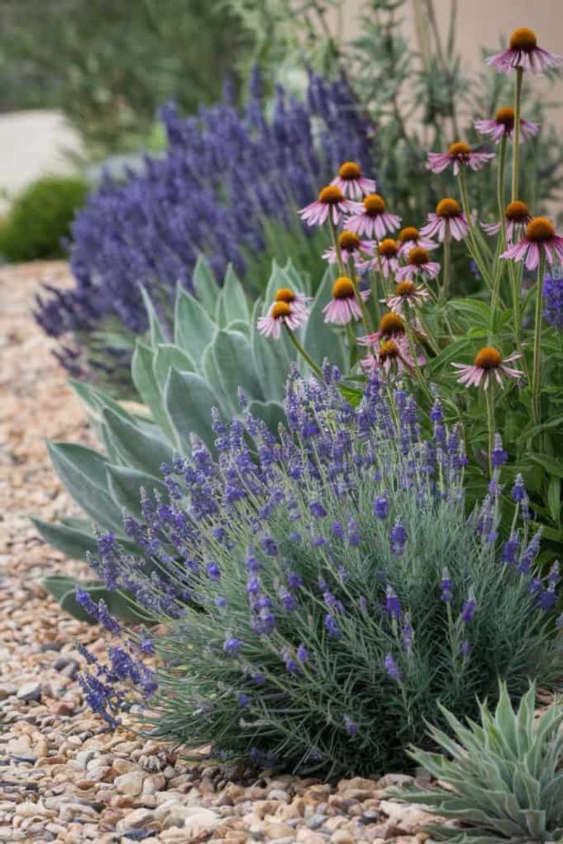 Lavender and Echinacea