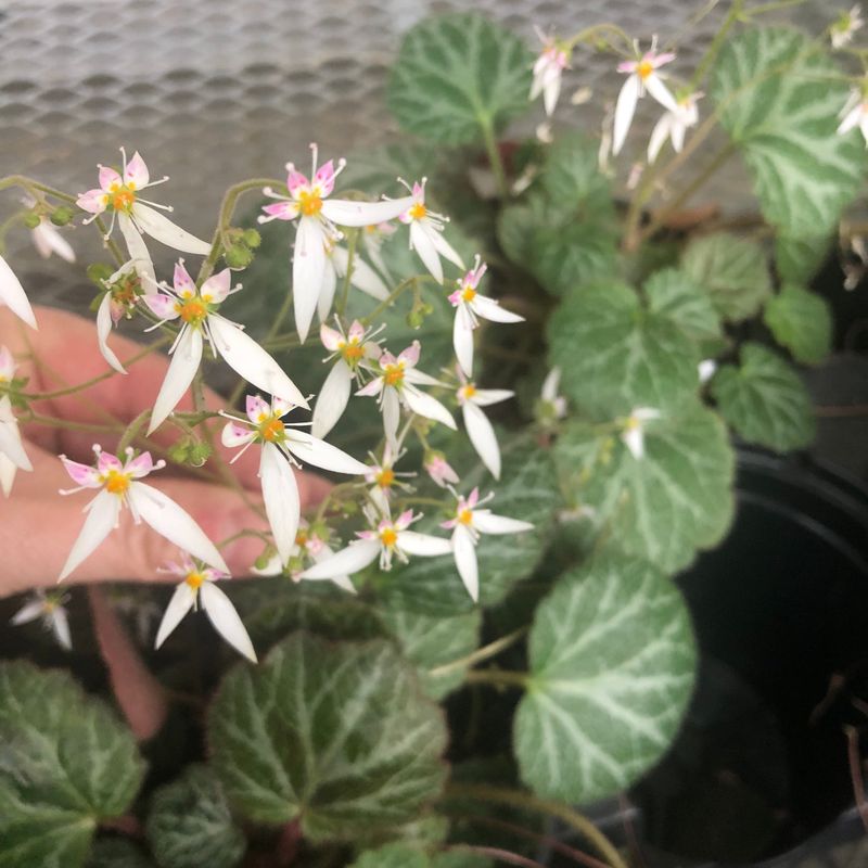 Strawberry Begonia (Saxifraga stolonifera)