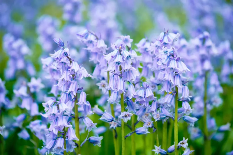 Bluebell