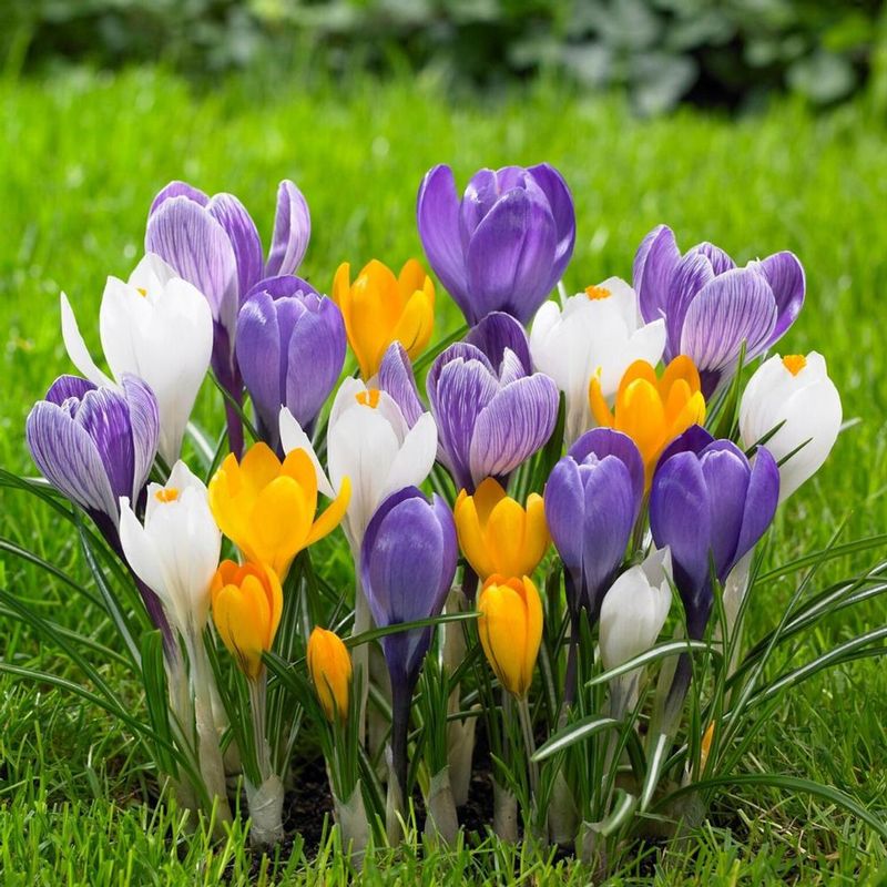Crocus