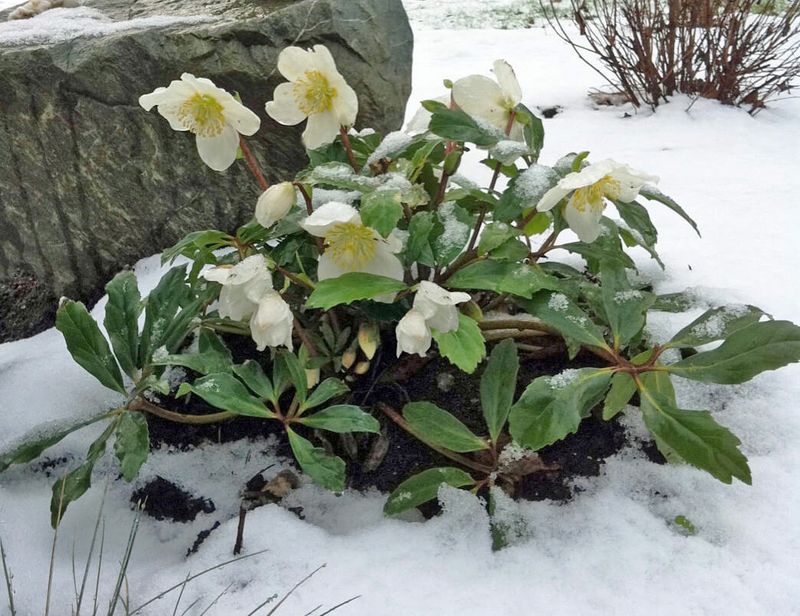 Hellebores
