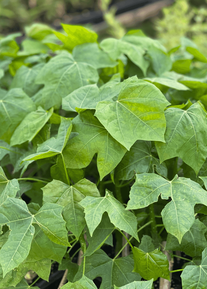 Chaya (Cnidoscolus aconitifolius)