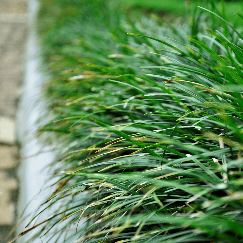 Mondo Grass (Ophiopogon)