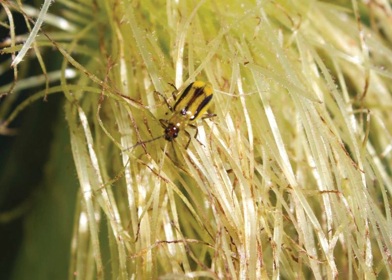 Increased Pest Activity