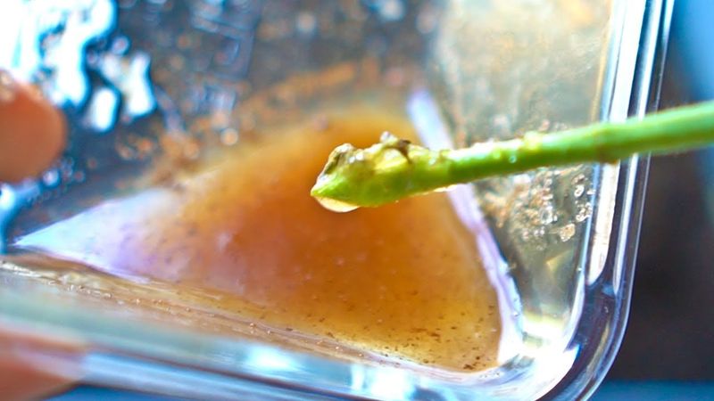 Using Rooting Hormones