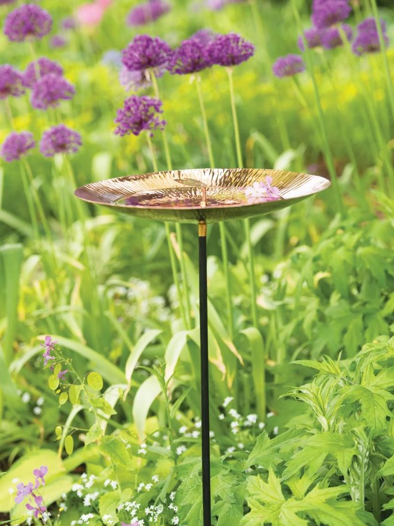 Bird Baths: Feathered Friends
