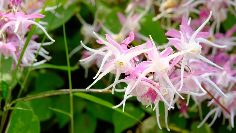 Epimedium