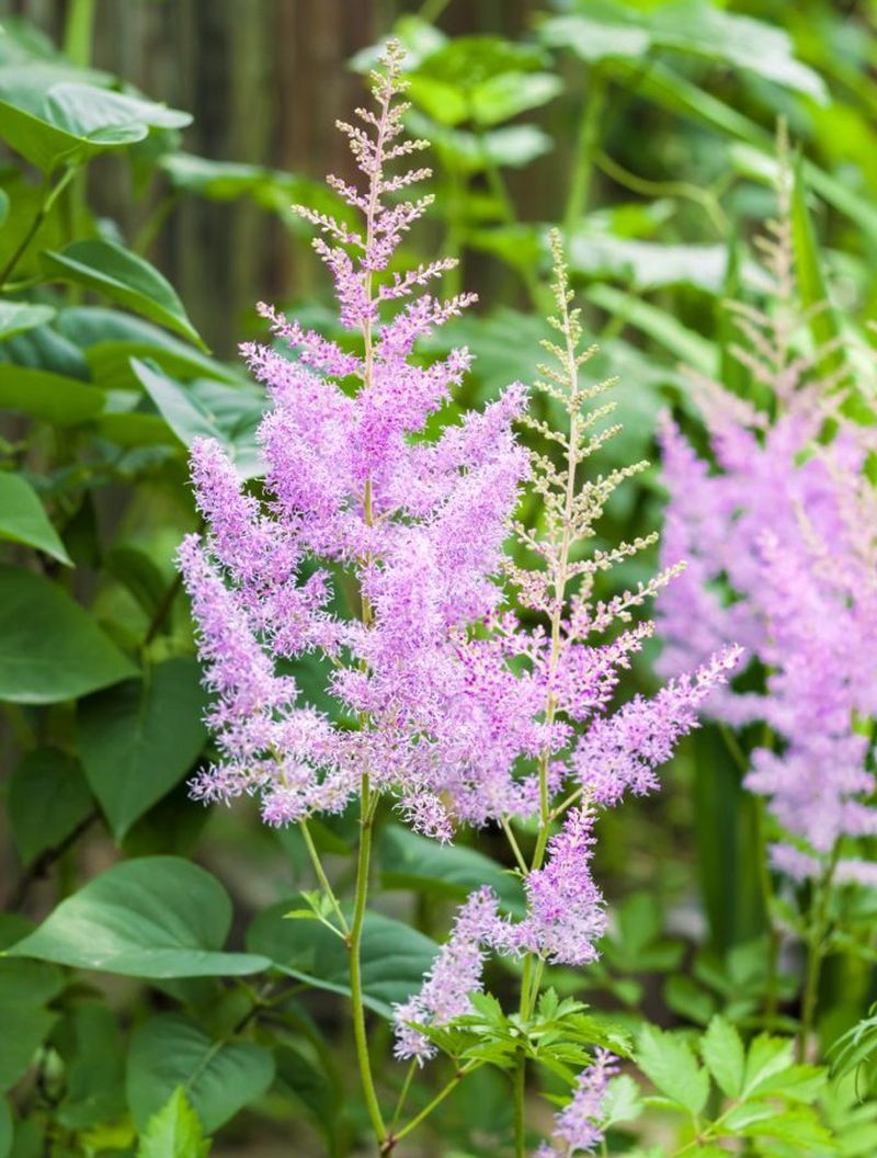 Astilbe
