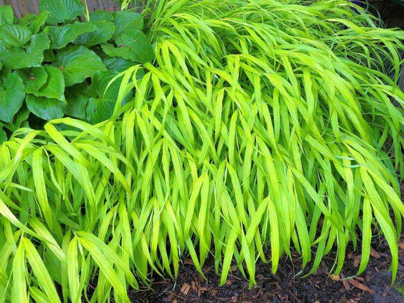 Japanese Forest Grass