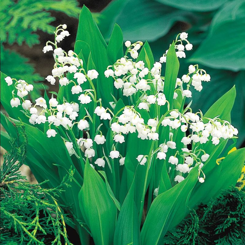 Lily of the Valley