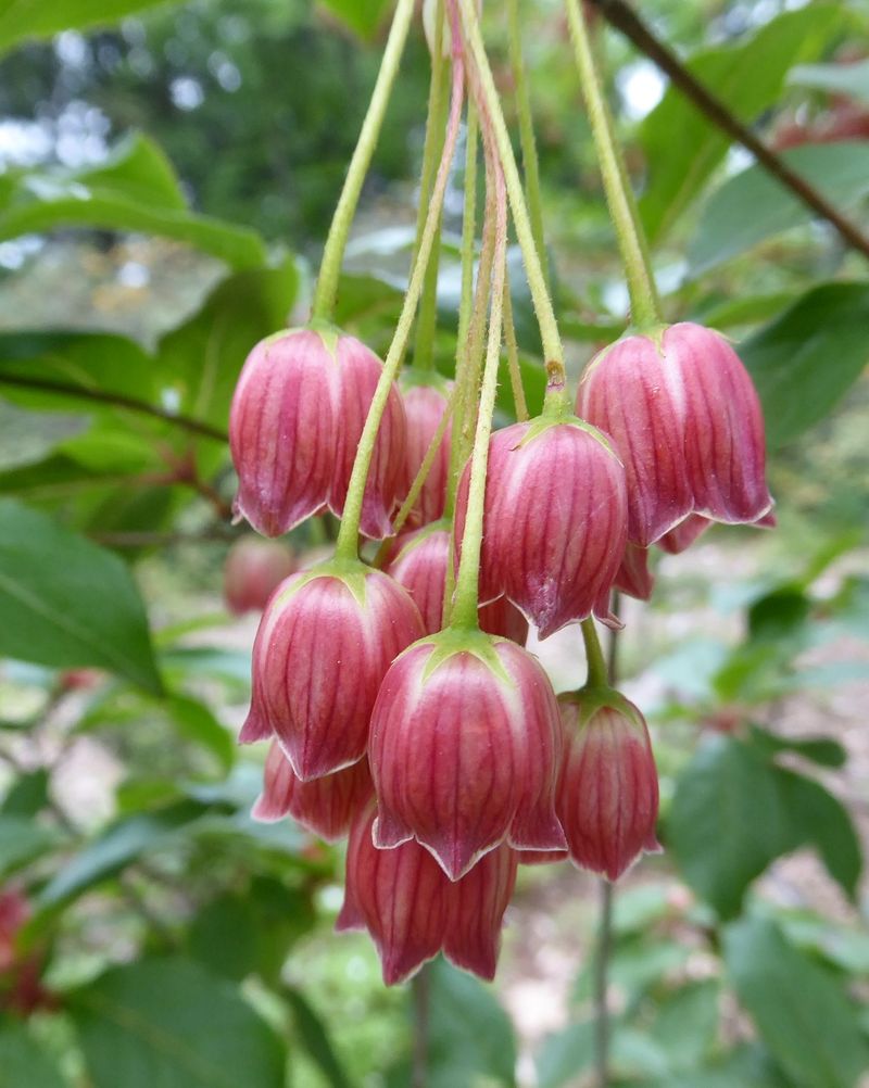 Giant Enkianthus