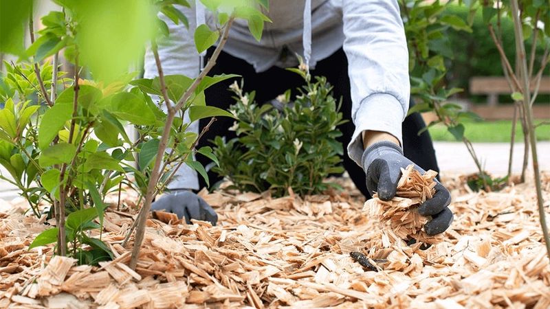 Solution 7: Mulching for Pest Prevention